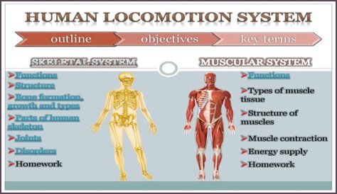 What is locomotion in the human body
