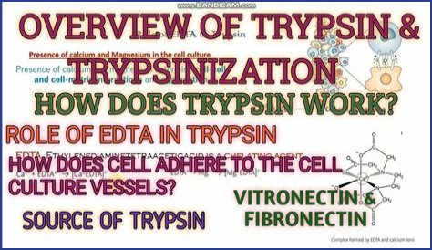 Where is trypsin secreted
